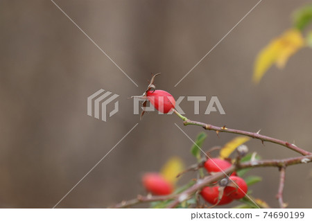 Ripe wild rose hips. 74690199