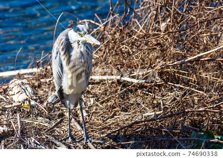 Winter green leaves 74690338