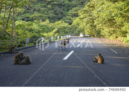 Deer and monkeys on the western forest road of Yakushima 74690492