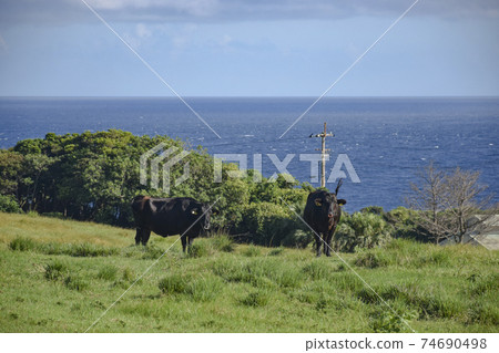 A ranch where you can see the sea in Yakushima Town-owned Asahi Ranch 74690498