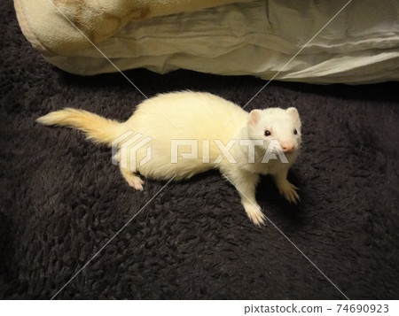 Amazing amber Amazing amber 74690923