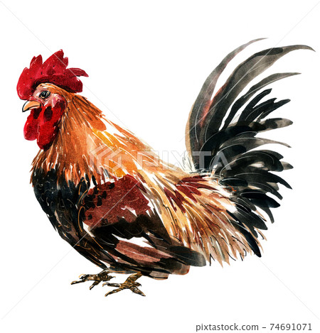 Watercolor painting chicken Animal Annual... - Stock Illustration [74691071] - PIXTA