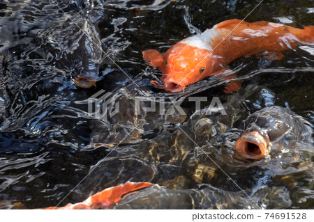Carp of a pond Carp of a pond 74691528