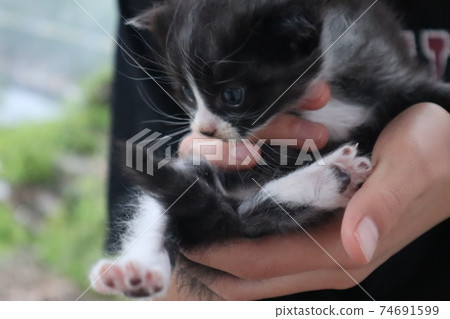 Embraced kitten Embraced kitten 74691599