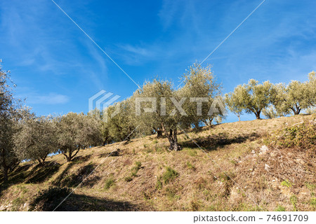 Olive Trees on the Coast of the Lake Garda - Veneto Italy 74691709