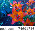 Red orange lily flower 74691736