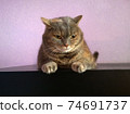 Gray domestic cat not happy 74691737