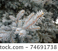 Coniferous branch pine covered with hoarfrost 74691738