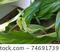 Common praying mantis on a leaf of a plant 74691739