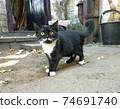 Black yard kitten 74691740