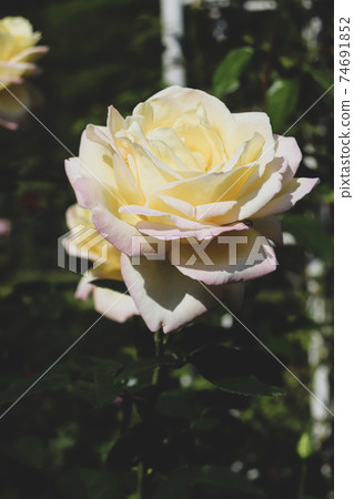 白玫瑰玫瑰玫瑰漂亮大花黃色美麗 74691852