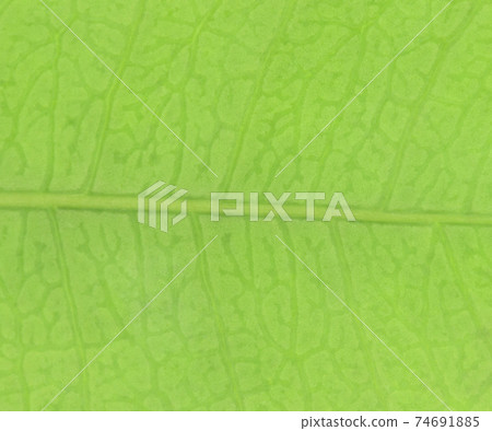 植物脈絡和亞洲茉莉花的背景材料 植物脈絡和亞洲茉莉花的背景材料 74691885