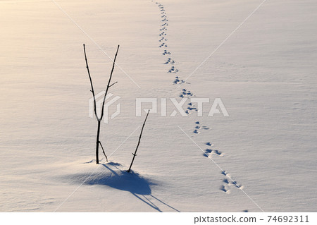 Footprints of rabbits 74692311