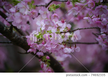 Kawazu cherry tree 74692335