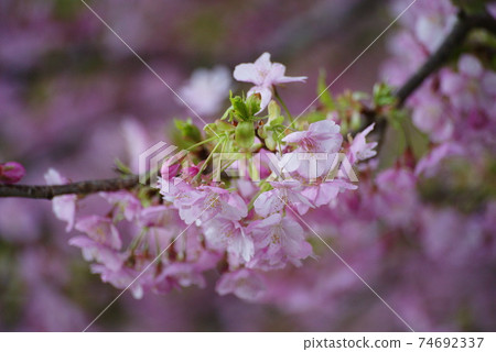 Kawazu cherry tree Kawazu cherry tree 74692337
