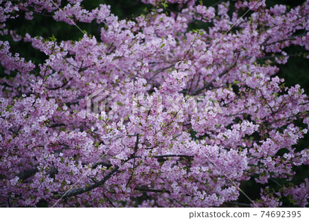 Kawazu Sakura (Sakurahana Ranman) 74692395