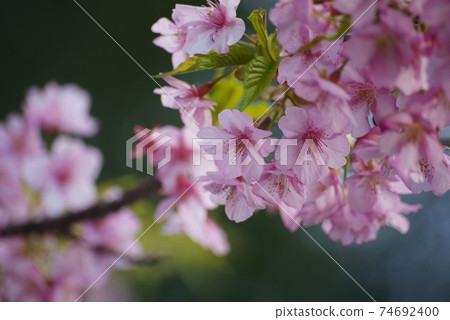 Kawazu cherry tree 74692400