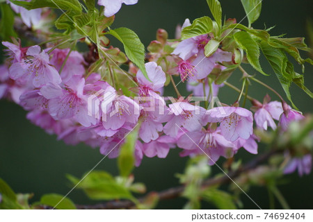 Kawazu cherry tree 74692404