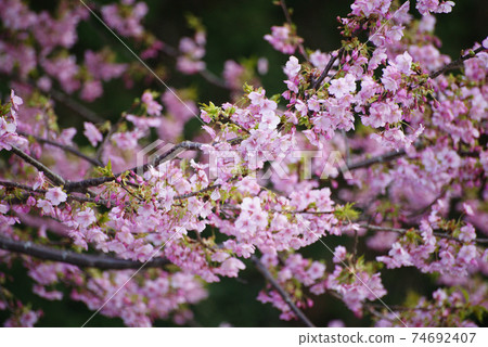 Kawazu Sakura (Sakurahana Ranman) 74692407