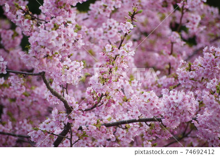 Kawazu Sakura (Sakurahana Ranman) 74692412