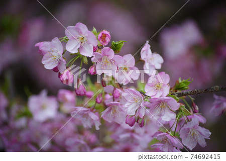 Kawazu cherry tree 74692415