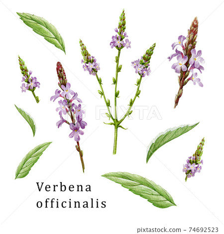 Verbena officinalis herb element organic set. Hand drawn vervain plant collection. Purple natural organic flowers with green leaves. Aromatic medicinal verbena herb set on white background 74692523