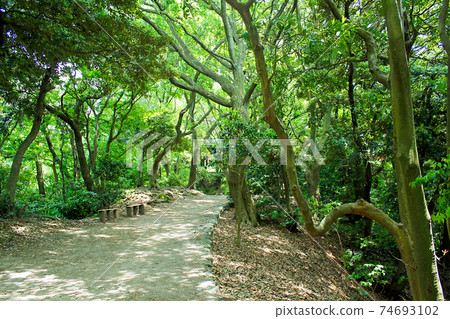 [Kanagawa] Early summer Kamakura Green Moe Yuru Kuzuharaoka / Big Buddha hiking course 74693102