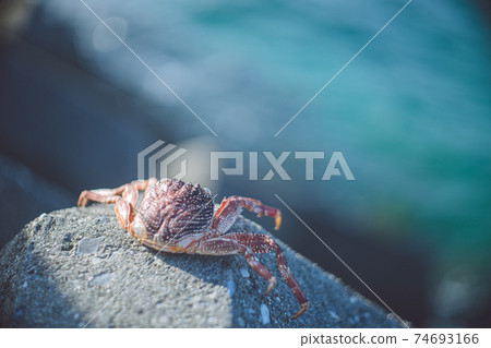 熱帶海洋和死蟹的美麗色彩 熱帶海洋和死蟹的美麗色彩 74693166