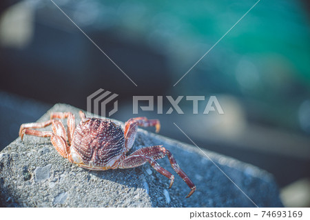 熱帶海洋和死蟹的美麗色彩 74693169