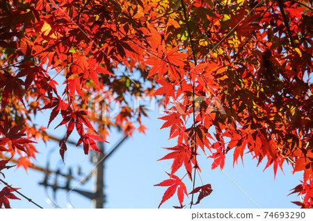 Autumn scenery in Japan Maple red Japanese style orange Beautiful beautiful Autumn scenery in Japan Maple red Japanese style orange Beautiful beautiful 74693290