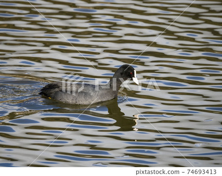 哦範 哦範 74693413