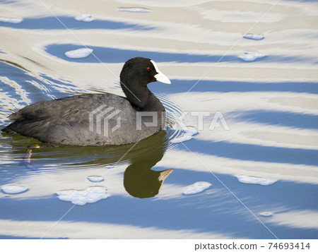 哦範 哦範 74693414