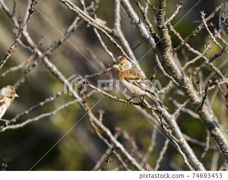 Female brambling on a tree branch 74693453
