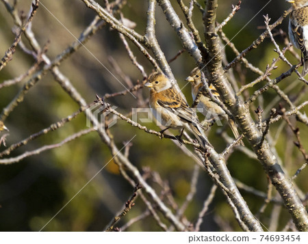 Female brambling on a tree branch 74693454