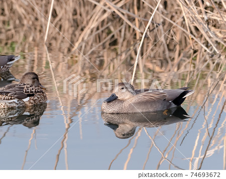 Gadwall Gadwall 74693672