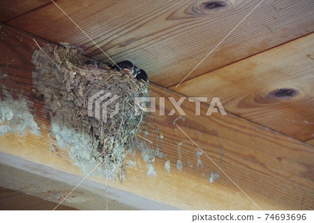Swallow chicks in the nest Swallow chicks in the nest 74693696