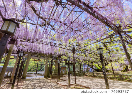Kuroki Ofuji Yame City, Fukuoka Prefecture Kuroki Ofuji Yame City, Fukuoka Prefecture 74693787