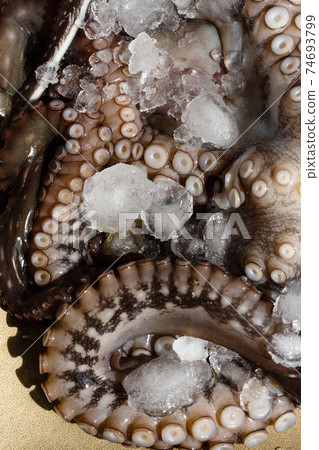 Seafood, close-up parts of raw big octopus on a plate in ice ready for preparing Seafood, close-up parts of raw big octopus on a plate in ice ready for preparing 74693799