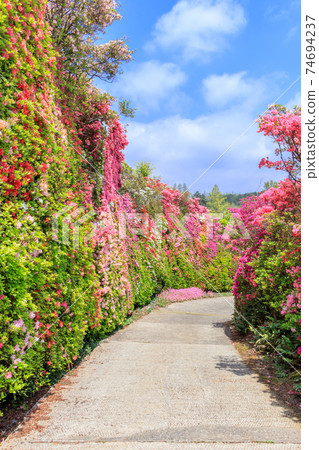 長崎縣大村市松本杜鵑花園 長崎縣大村市松本杜鵑花園 74694237