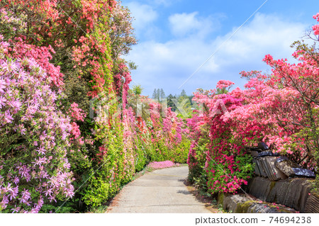 長崎縣大村市松本杜鵑花園 長崎縣大村市松本杜鵑花園 74694238