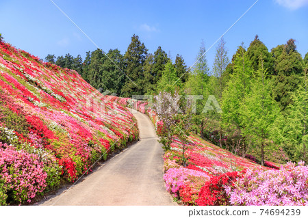 長崎縣大村市松本杜鵑花園 長崎縣大村市松本杜鵑花園 74694239