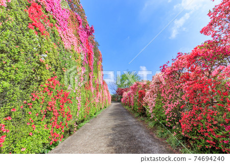 長崎縣大村市松本杜鵑花園 長崎縣大村市松本杜鵑花園 74694240