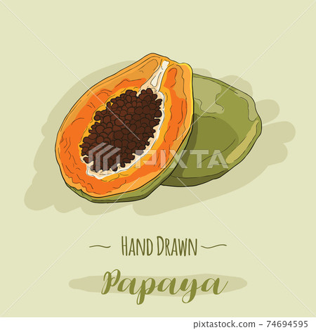 Hand drawn colorful exotic tropical fresh fruit Papaya Hand drawn colorful exotic tropical fresh fruit Papaya 74694595