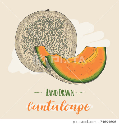 Hand drawn colorful exotic tropical fresh fruit Cantaloupe melon 74694606