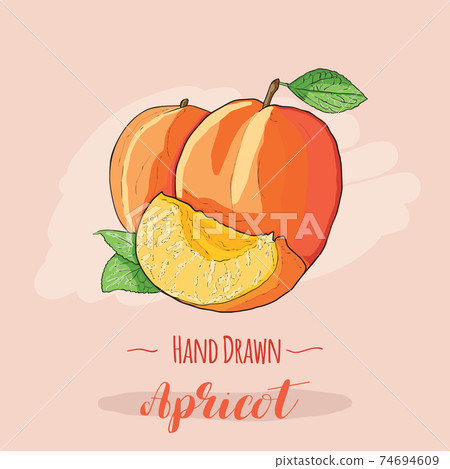 Hand drawn colorful exotic tropical fresh fruit apricot Hand drawn colorful exotic tropical fresh fruit apricot 74694609