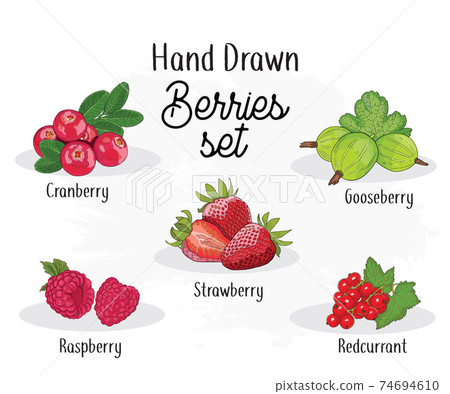 Hand drawn colorful Berries Collection. Cranberry Gooseberry Strawberry Raspberry and Redcurrant Set 74694610