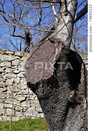 Pruning traces of cherry blossoms 74695222