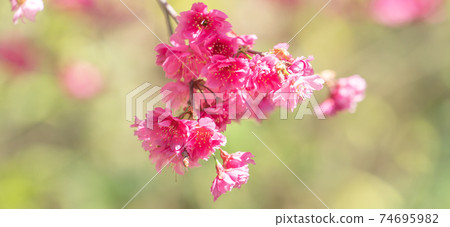 櫻花 春天 粉色 さうら 桜 cherry blossom sakura 櫻花 春天 粉色 さうら 桜 cherry blossom sakura 74695982