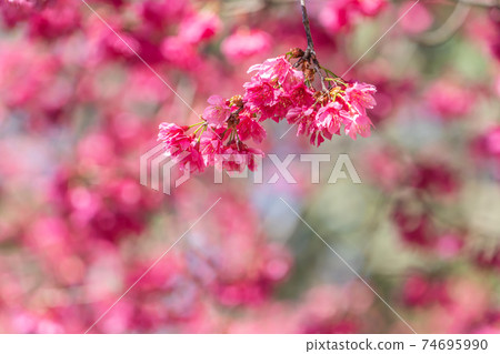 Cherry blossom spring pink さうら 桜 cherry blossom sakura Cherry blossom spring pink さうら 桜 cherry blossom sakura 74695990