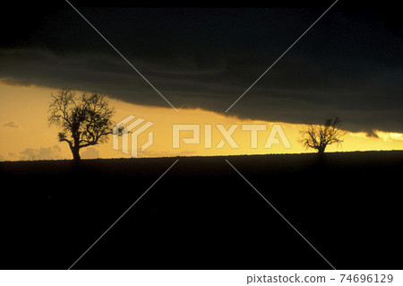 CYPRUS LARNAKA OLIVE TREE 74696129